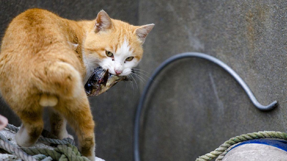 İnsandan 6 Kat Fazla Kedinin Yaşadığı Dünyanın En ’Sevimli’ Adası: Aoshima