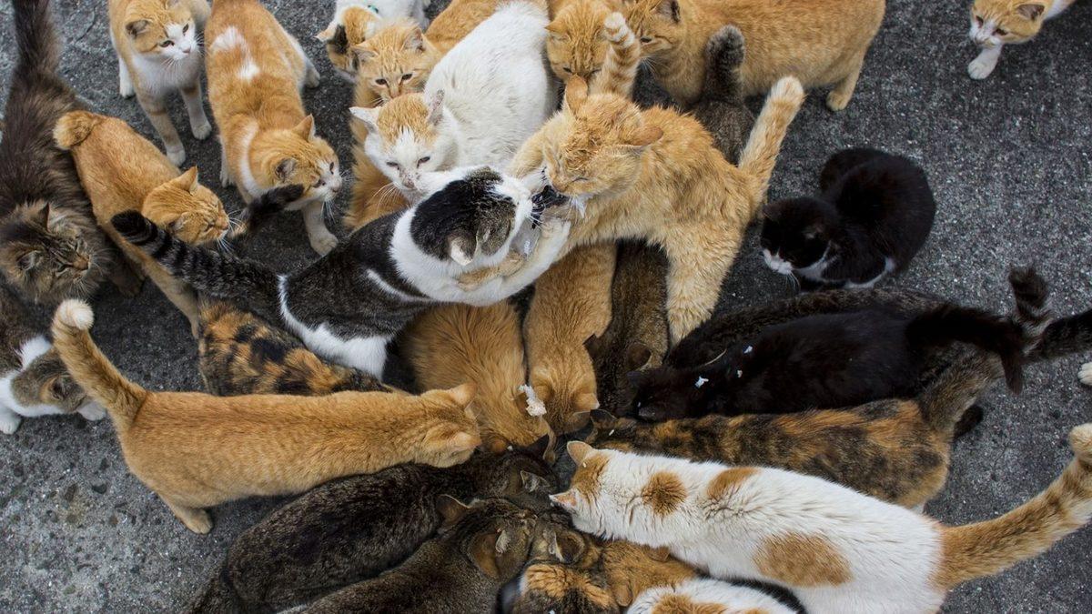 İnsandan 6 Kat Fazla Kedinin Yaşadığı Dünyanın En ’Sevimli’ Adası: Aoshima