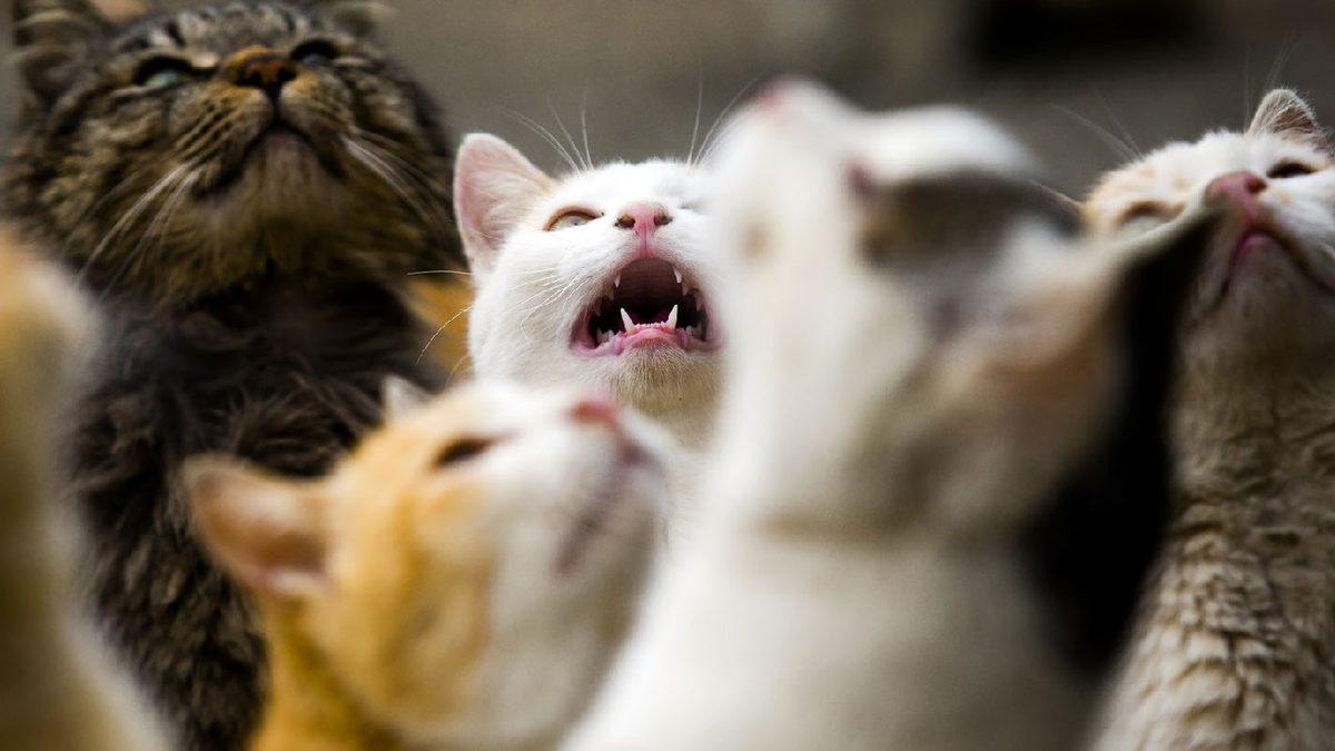 İnsandan 6 Kat Fazla Kedinin Yaşadığı Dünyanın En ’Sevimli’ Adası: Aoshima