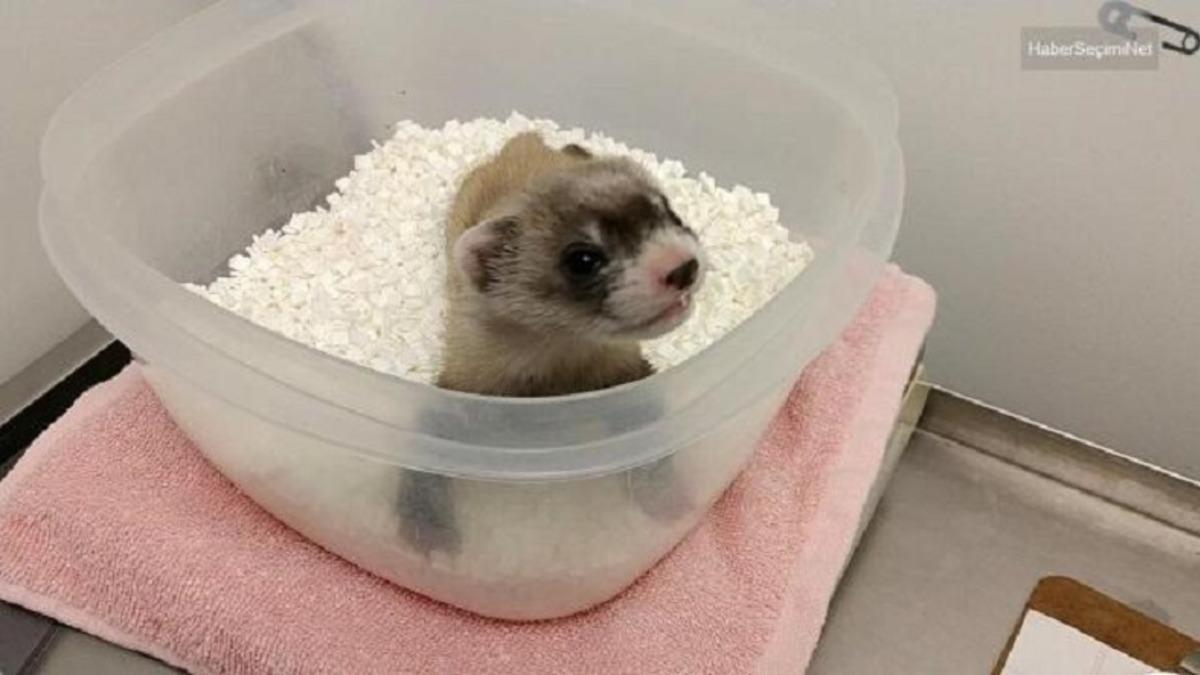 Bilim İnsanları, Nesli Tükenmekte Olan Bir Gelincik Türünü Klonladı