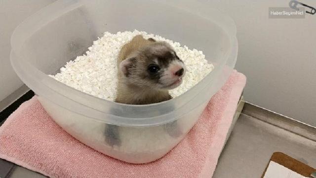 Bilim İnsanları, Nesli Tükenmekte Olan Bir Gelincik Türünü Klonladı