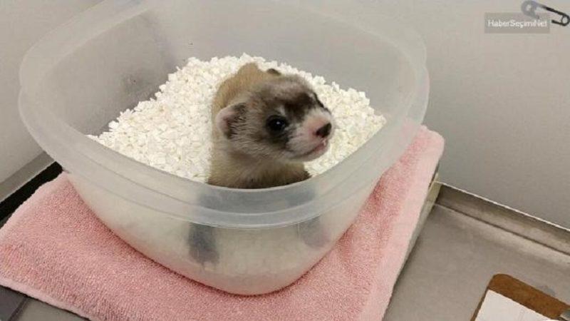 Bilim İnsanları, Nesli Tükenmekte Olan Bir Gelincik Türünü Klonladı