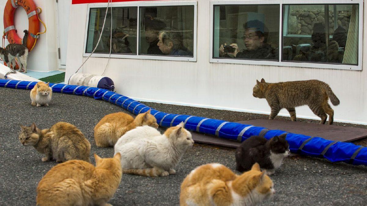 İnsandan 6 Kat Fazla Kedinin Yaşadığı Dünyanın En ’Sevimli’ Adası: Aoshima