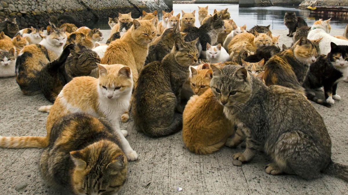 İnsandan 6 Kat Fazla Kedinin Yaşadığı Dünyanın En ’Sevimli’ Adası: Aoshima