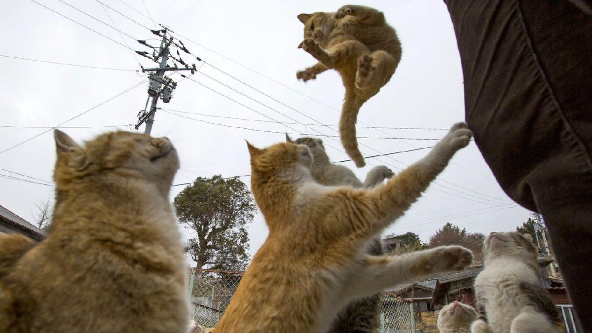 İnsandan 6 Kat Fazla Kedinin Yaşadığı Dünyanın En ’Sevimli’ Adası: Aoshima
