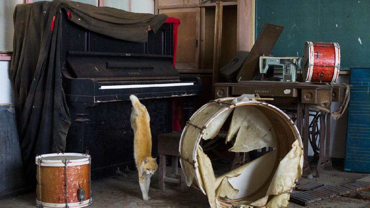 İnsandan 6 Kat Fazla Kedinin Yaşadığı Dünyanın En ’Sevimli’ Adası: Aoshima