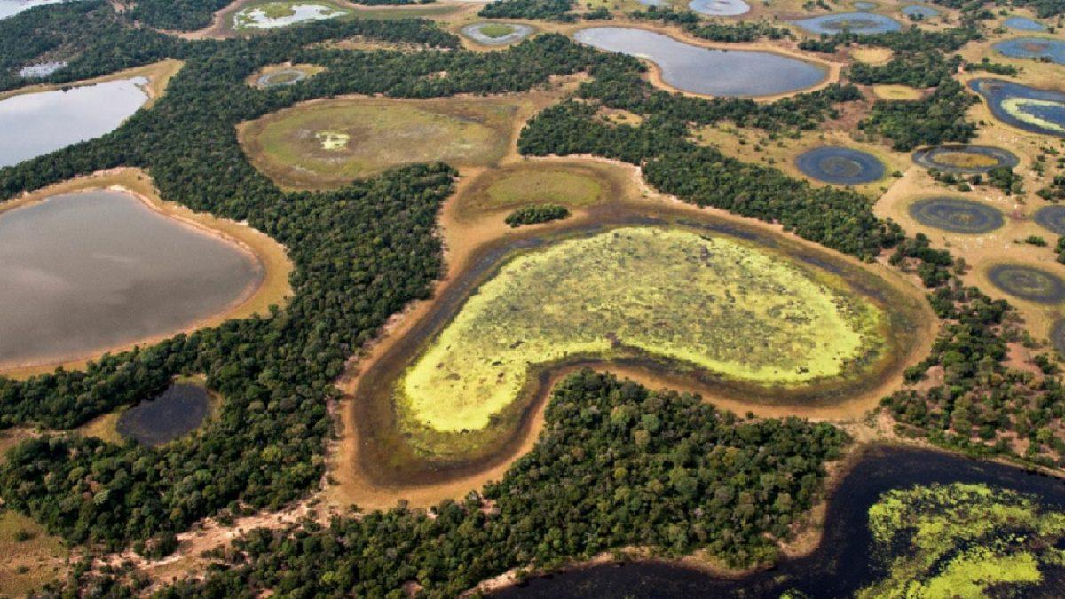 Jaguarlara Ev Sahipliği Yapan ’Dünyanın En Büyük Sulak Alanı’ Pantanal, Yok Olmanın Eşiğinde!