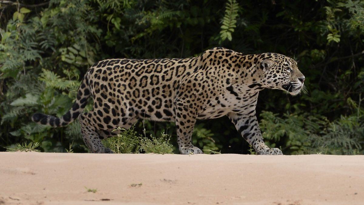 Jaguarlara Ev Sahipliği Yapan ’Dünyanın En Büyük Sulak Alanı’ Pantanal, Yok Olmanın Eşiğinde!