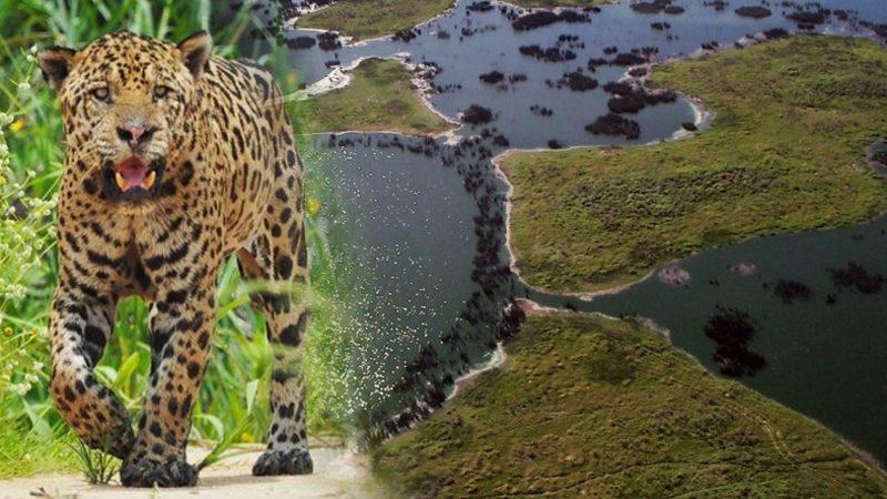 Jaguarlara Ev Sahipliği Yapan ’Dünyanın En Büyük Sulak Alanı’ Pantanal, Yok Olmanın Eşiğinde!