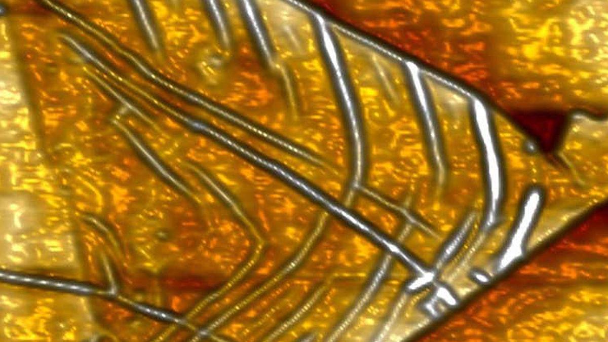 Bilim İnsanları, Bilgisayar ve Telefonları Binlerce Kat Hızlandırabilecek Dünyanın En Küçük Mikroçipini Tasarladı