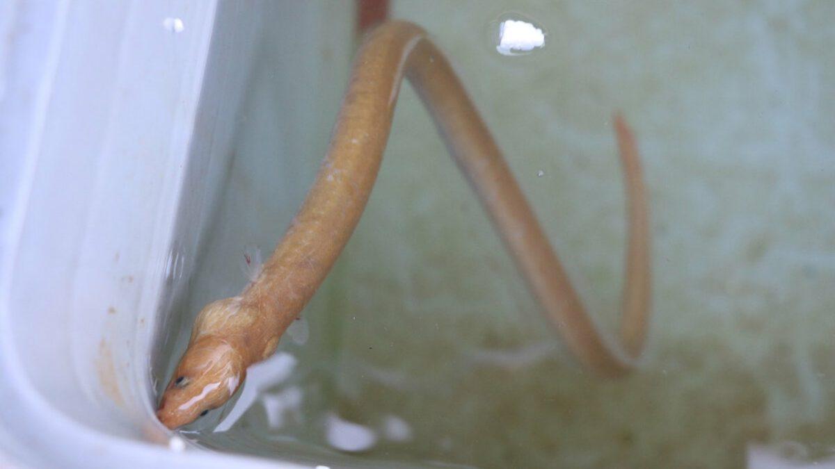 Türkiye’de İlk Kez ’Yılan Kurdu Balığı’ Görüntülendi