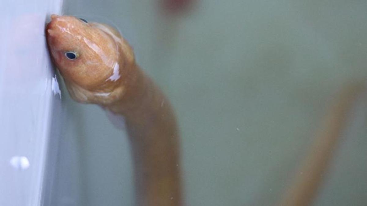 Türkiye’de İlk Kez ’Yılan Kurdu Balığı’ Görüntülendi