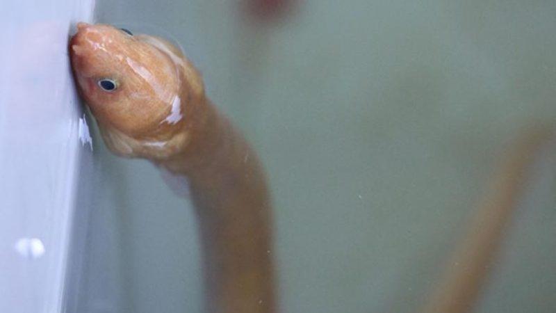 Türkiye’de İlk Kez ’Yılan Kurdu Balığı’ Görüntülendi