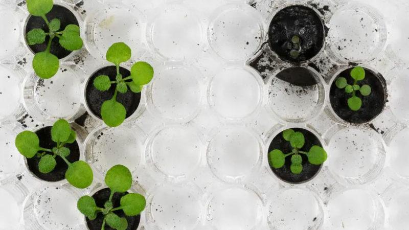 Tarihi Başarı: Ay Toprağında İlk Kez Bitki Yetiştirildi