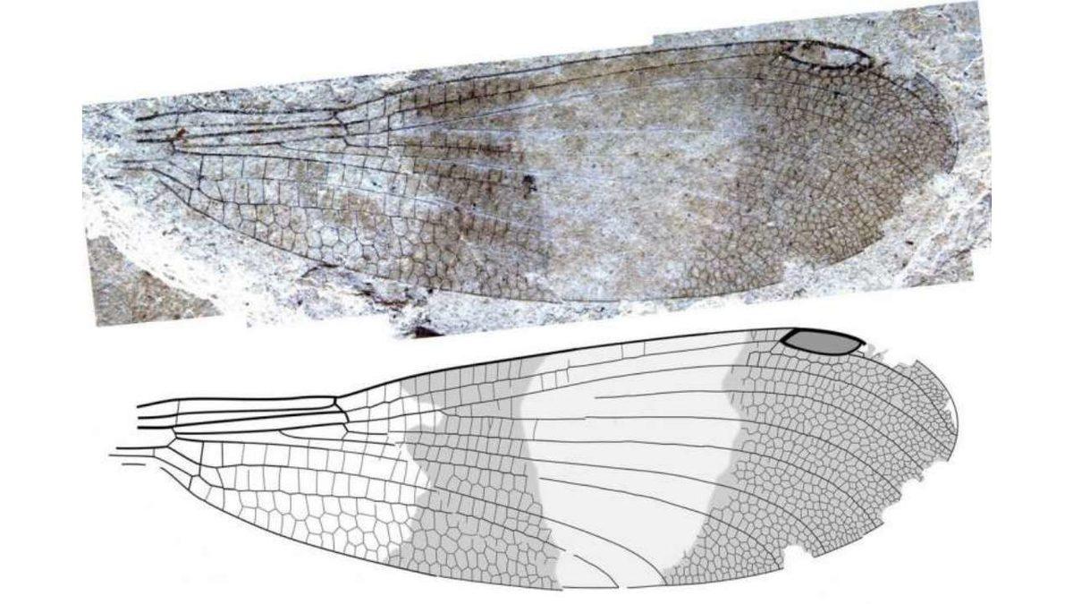 Araştırmacılar, 162 Yıllık Gizemi Çözerek Yeni Bir Böcek Türünü Keşfettiler