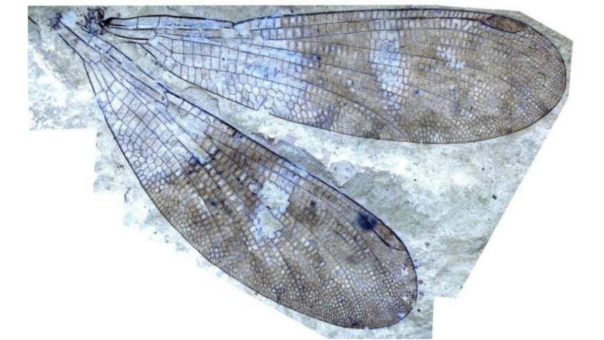 Araştırmacılar, 162 Yıllık Gizemi Çözerek Yeni Bir Böcek Türünü Keşfettiler