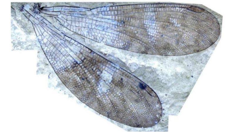 Araştırmacılar, 162 Yıllık Gizemi Çözerek Yeni Bir Böcek Türünü Keşfettiler