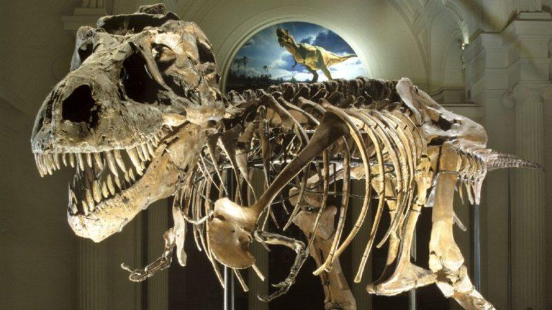 Dinozorların Neden Ya Çok Büyük ya da Çok Küçük Oldukları Keşfedildi