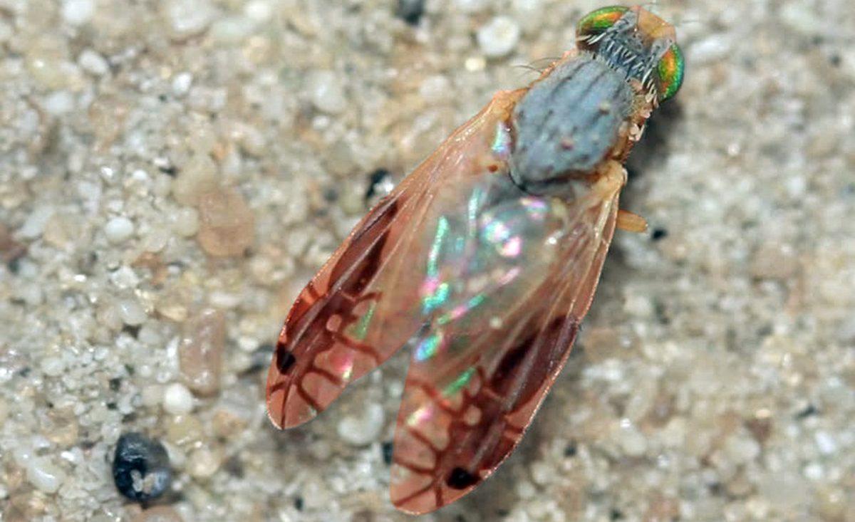 Kanatlarında ’Karınca Deseni’ Olan Bu Sinekleri Daha Önce Gördünüz mü? Nasıl Oluştuğunu Öğrenince Ufkunuz Açılacak