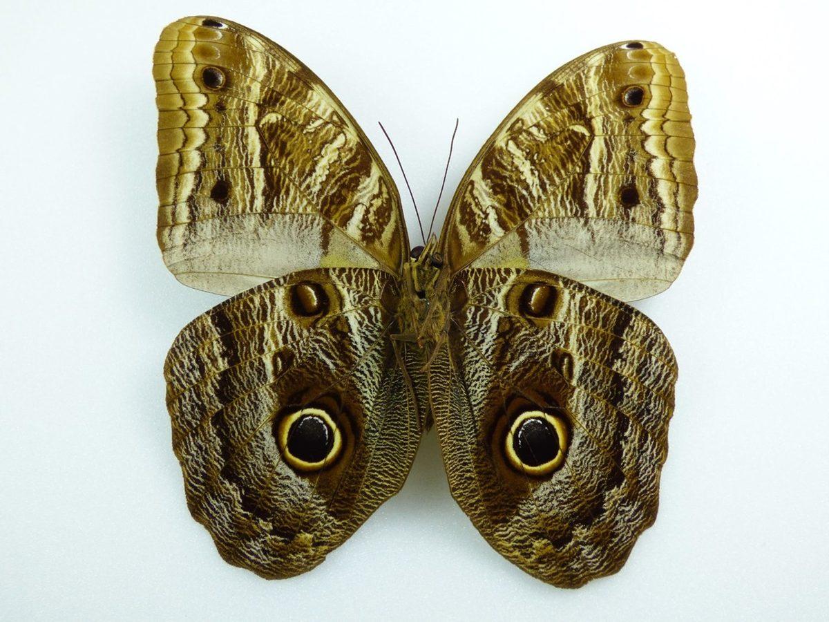 Kanatlarında ’Karınca Deseni’ Olan Bu Sinekleri Daha Önce Gördünüz mü? Nasıl Oluştuğunu Öğrenince Ufkunuz Açılacak