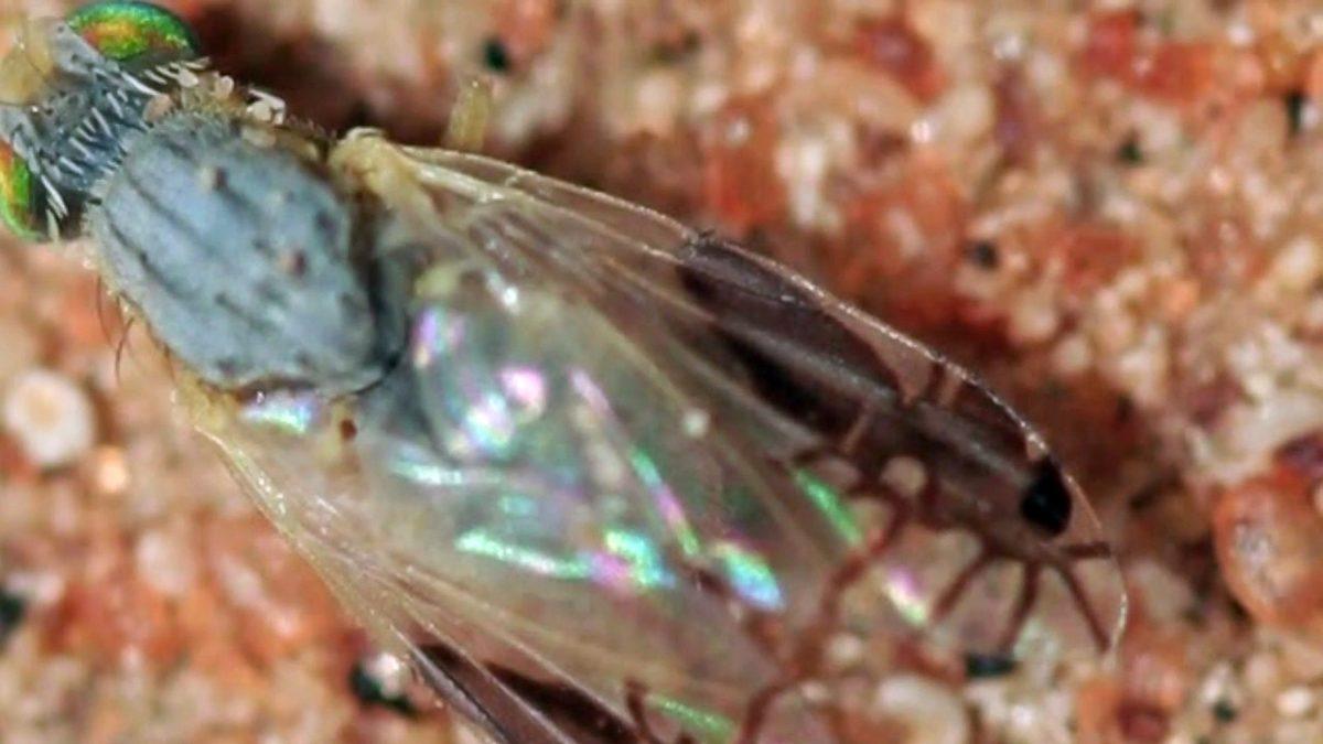 Kanatlarında ’Karınca Deseni’ Olan Bu Sinekleri Daha Önce Gördünüz mü? Nasıl Oluştuğunu Öğrenince Ufkunuz Açılacak