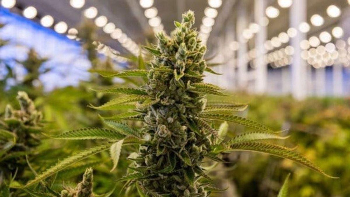 Esrar Kullanımının İnsan Sağlığı ve Sosyal Hayat Üzerindeki Olumsuz Etkileri