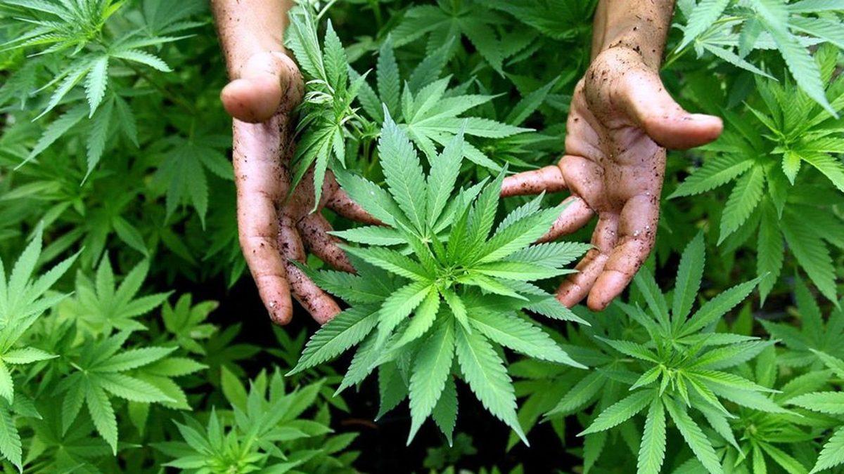 Esrar Kullanımının İnsan Sağlığı ve Sosyal Hayat Üzerindeki Olumsuz Etkileri