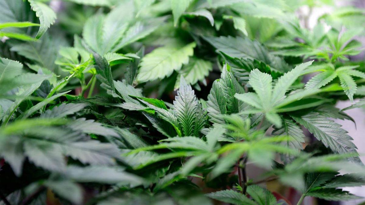 Esrar Kullanımının İnsan Sağlığı ve Sosyal Hayat Üzerindeki Olumsuz Etkileri