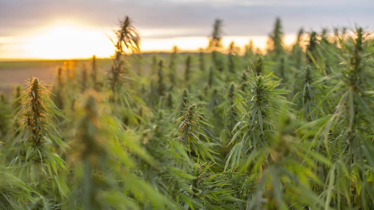 Esrar Kullanımının İnsan Sağlığı ve Sosyal Hayat Üzerindeki Olumsuz Etkileri