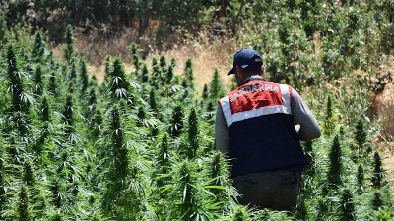 Esrar Kullanımının İnsan Sağlığı ve Sosyal Hayat Üzerindeki Olumsuz Etkileri