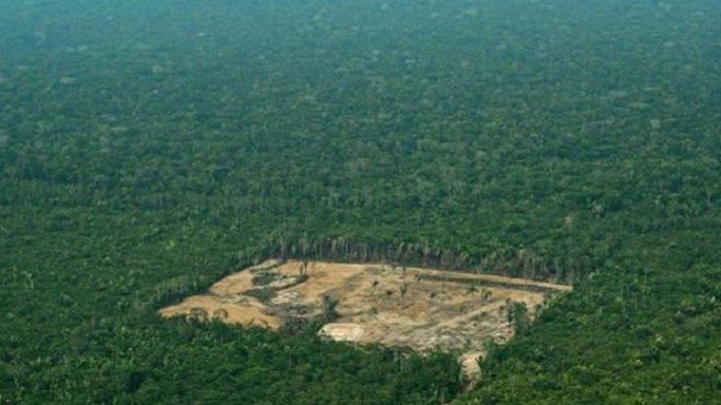 Amazon Yağmur Ormanları, Yasadışı Bir Şekilde Facebook’ta Satışa Çıkarılıyor