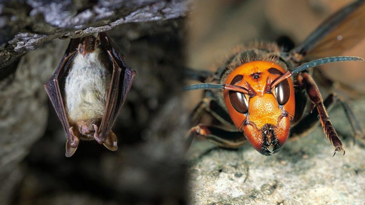 Yarasaların Tehlike Anında Kendilerini Korumak İçin ’Eşek Arılarını Taklit Ettiği’ Ortaya Çıktı