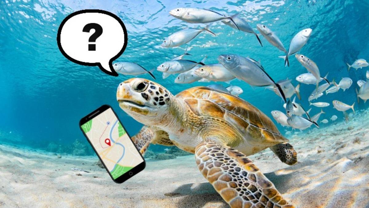 Kaplumbağaların Okyanusta Yönlerini Nasıl Buldukları Araştırıldı: Dünya’nın Manyetik Alanından Yararlanıyorlar!