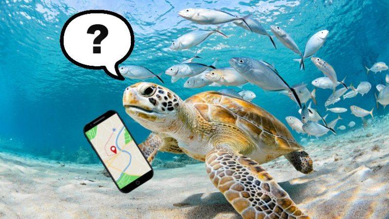 Kaplumbağaların Okyanusta Yönlerini Nasıl Buldukları Araştırıldı: Dünya’nın Manyetik Alanından Yararlanıyorlar!