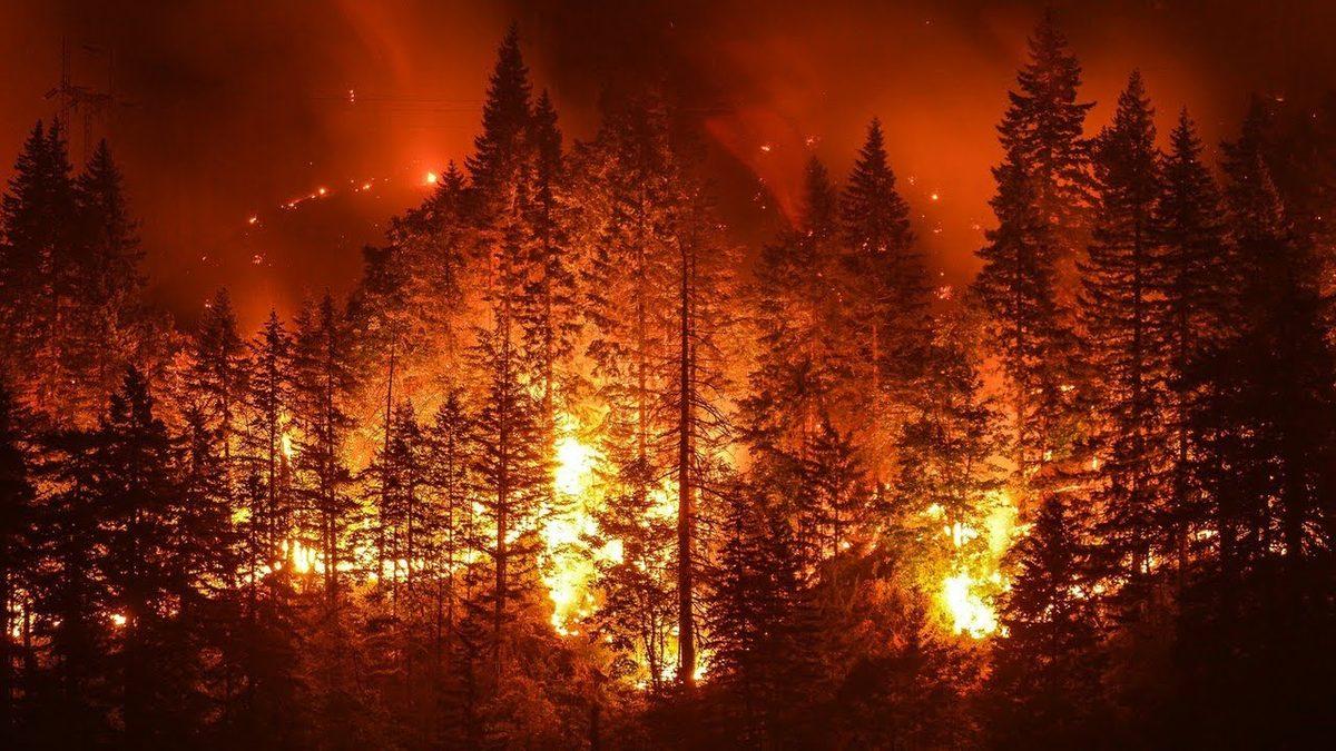 Dünyamızın Akciğerlerini Küle Çeviren ’Orman Yangınları’ Neden Kaynaklanır?