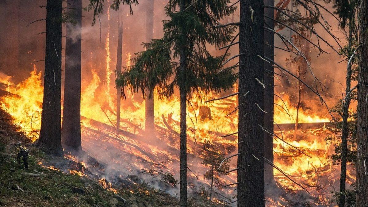 Dünyamızın Akciğerlerini Küle Çeviren ’Orman Yangınları’ Neden Kaynaklanır?