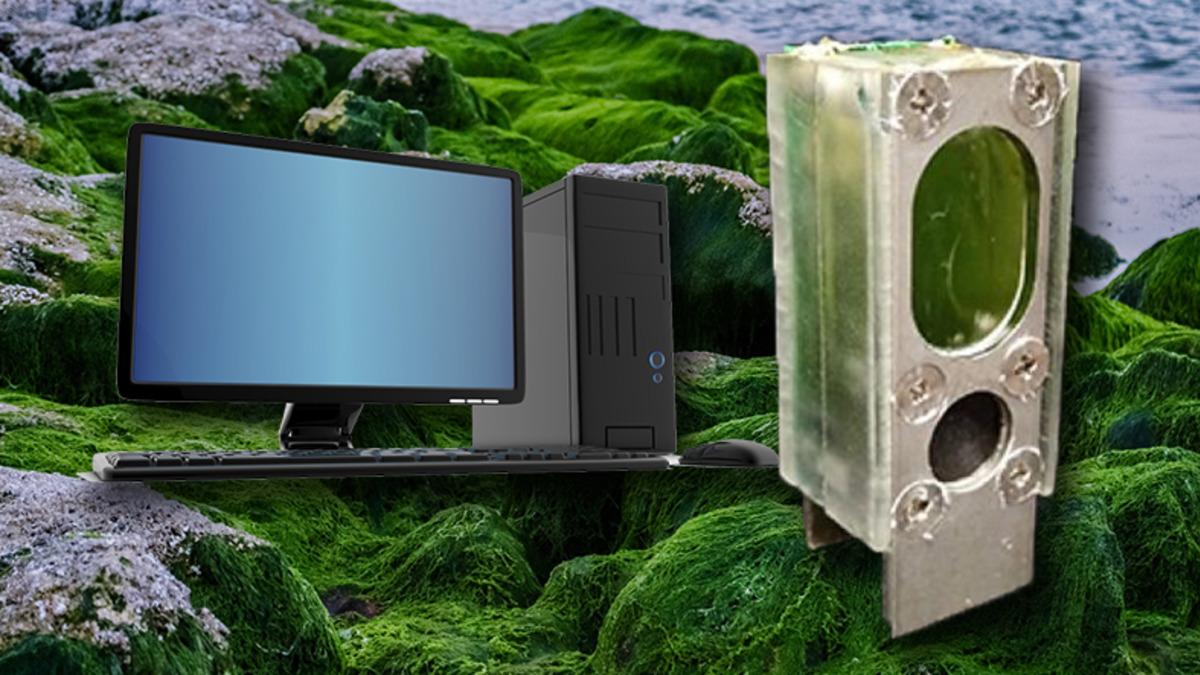 Fotosentez Yapan Bilgisayar Üretildi: Pili Bitmeden Günlerce Çalışabiliyor!