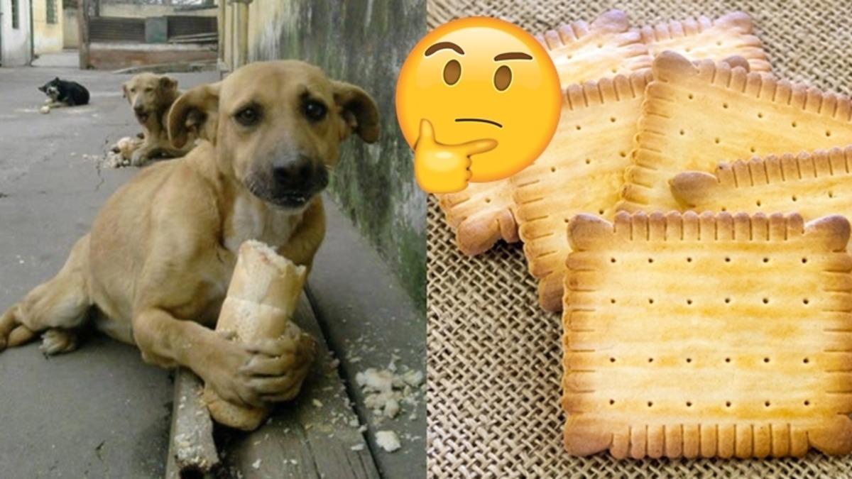 Bayat Ekmekler Sertleşirken Bayat Bisküviler Neden Yumuşar?