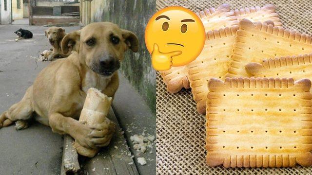 Bayat Ekmekler Sertleşirken Bayat Bisküviler Neden Yumuşar?