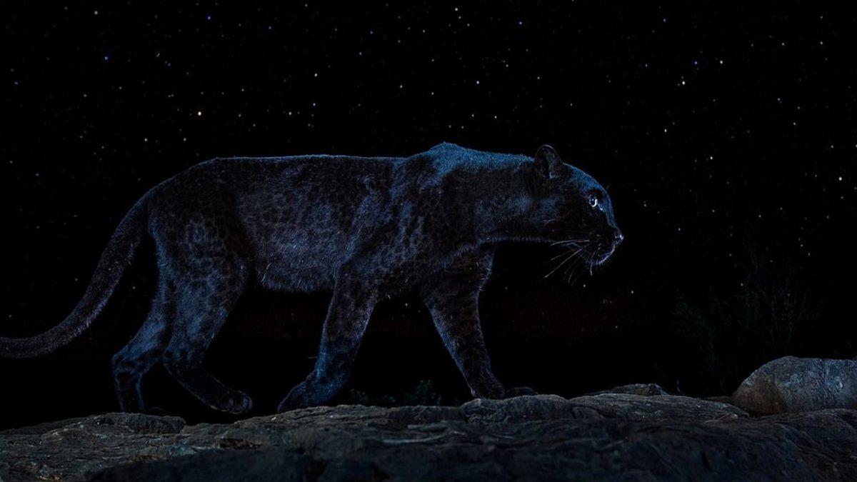 Bir Fotoğrafçının 1 Yıllık Çalışma Sonucunda Elde Ettiği Muhteşem 