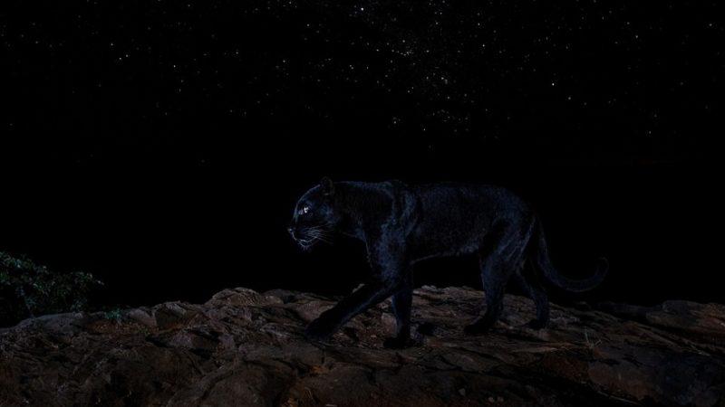 Bir Fotoğrafçının 1 Yıllık Çalışma Sonucunda Elde Ettiği Muhteşem "Kara Panter" Fotoğrafları