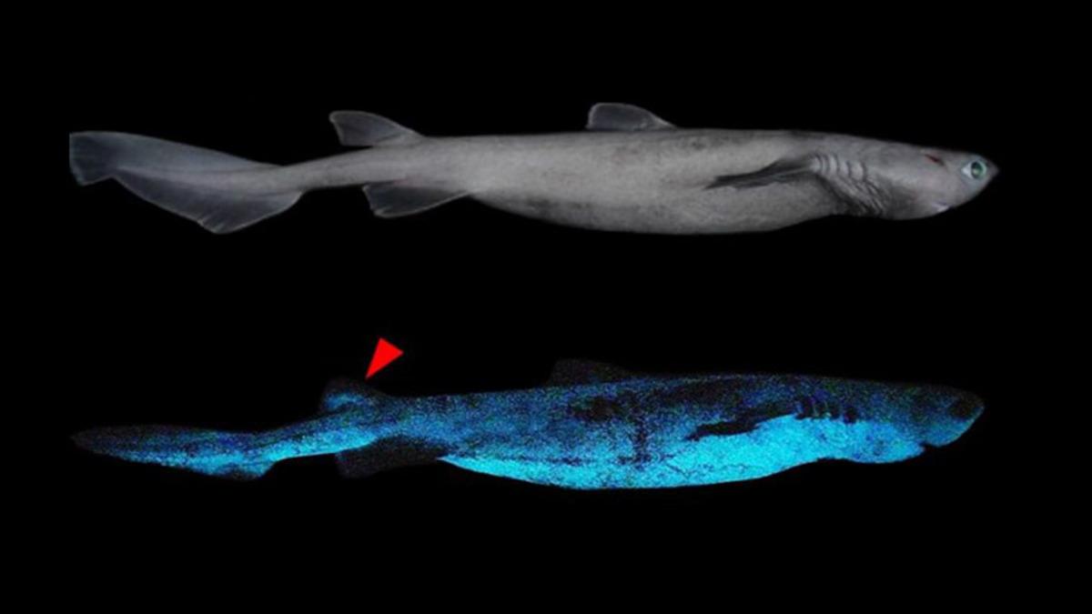 Yeni Zelanda Açıklarında “Işık Saçan” Dev Köpek Balığı Keşfedildi