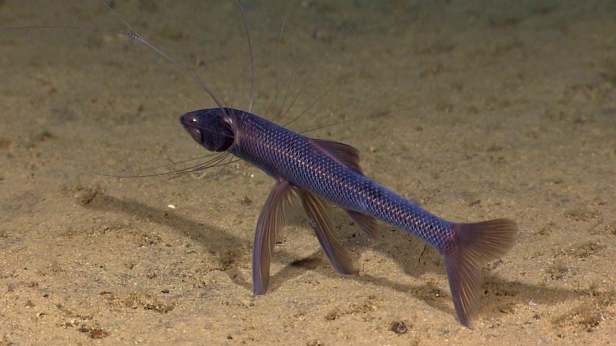 Neden Hiç Üç veya Beş Bacaklı Hayvan Yok? Hep Çift Sayıda Olmasının Sebebi Nedir?