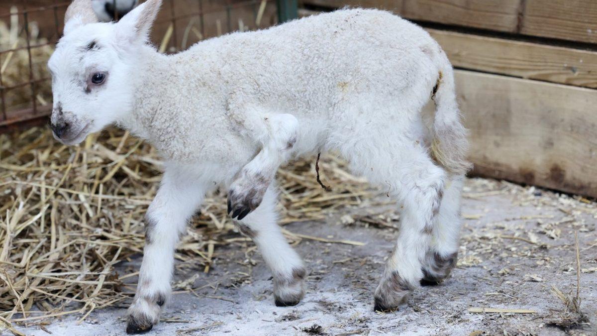 Neden Hiç Üç veya Beş Bacaklı Hayvan Yok? Hep Çift Sayıda Olmasının Sebebi Nedir?