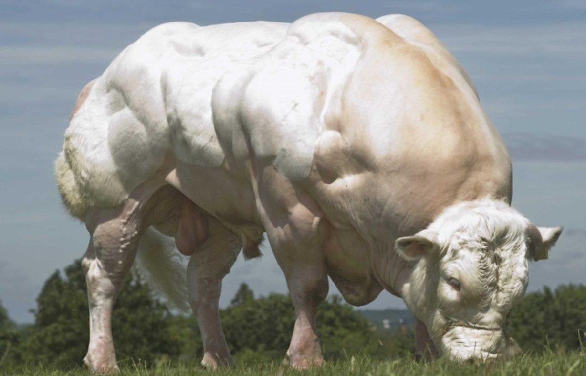 Goriller Çoğunlukla Ot Yemelerine Rağmen Nasıl Oluyor da ’Vücutçu Yalvaç’ Gibi Kaslı Oluyorlar?