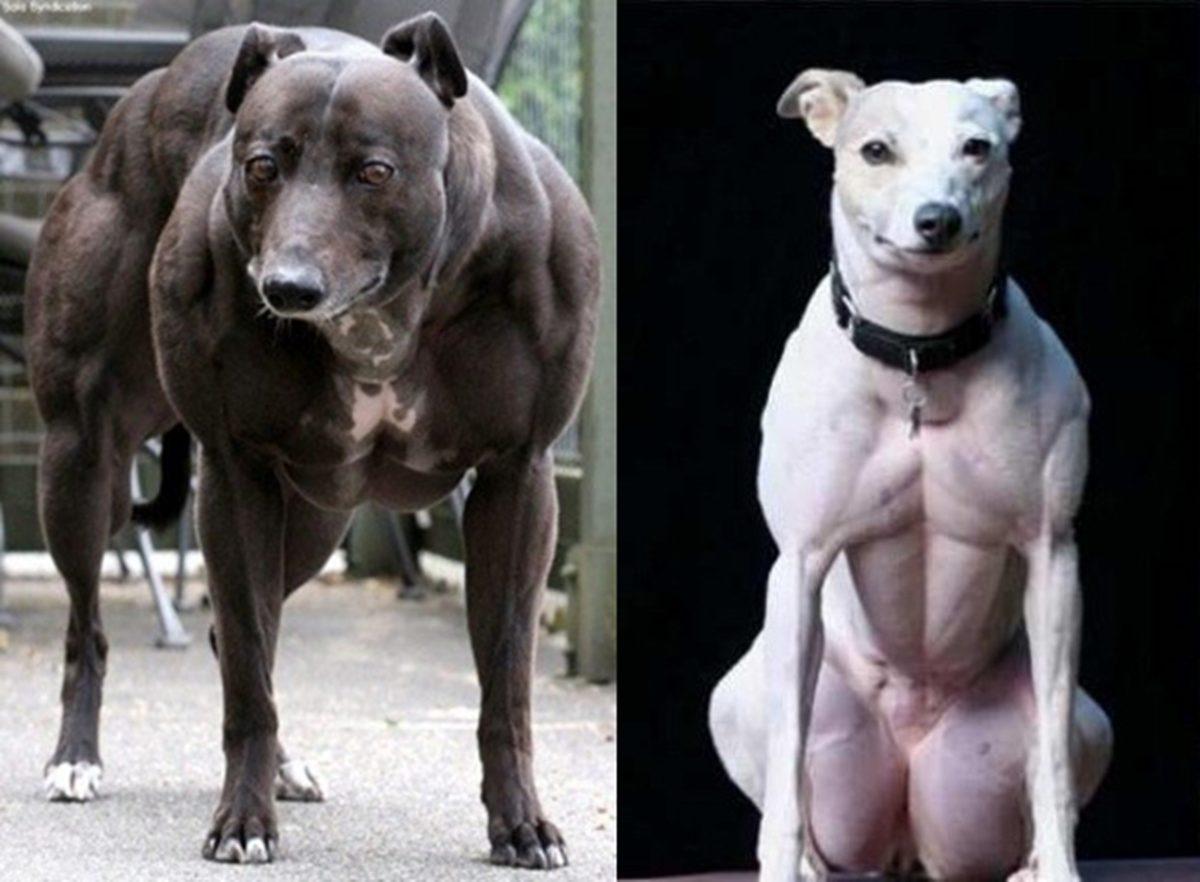 Goriller Çoğunlukla Ot Yemelerine Rağmen Nasıl Oluyor da ’Vücutçu Yalvaç’ Gibi Kaslı Oluyorlar?