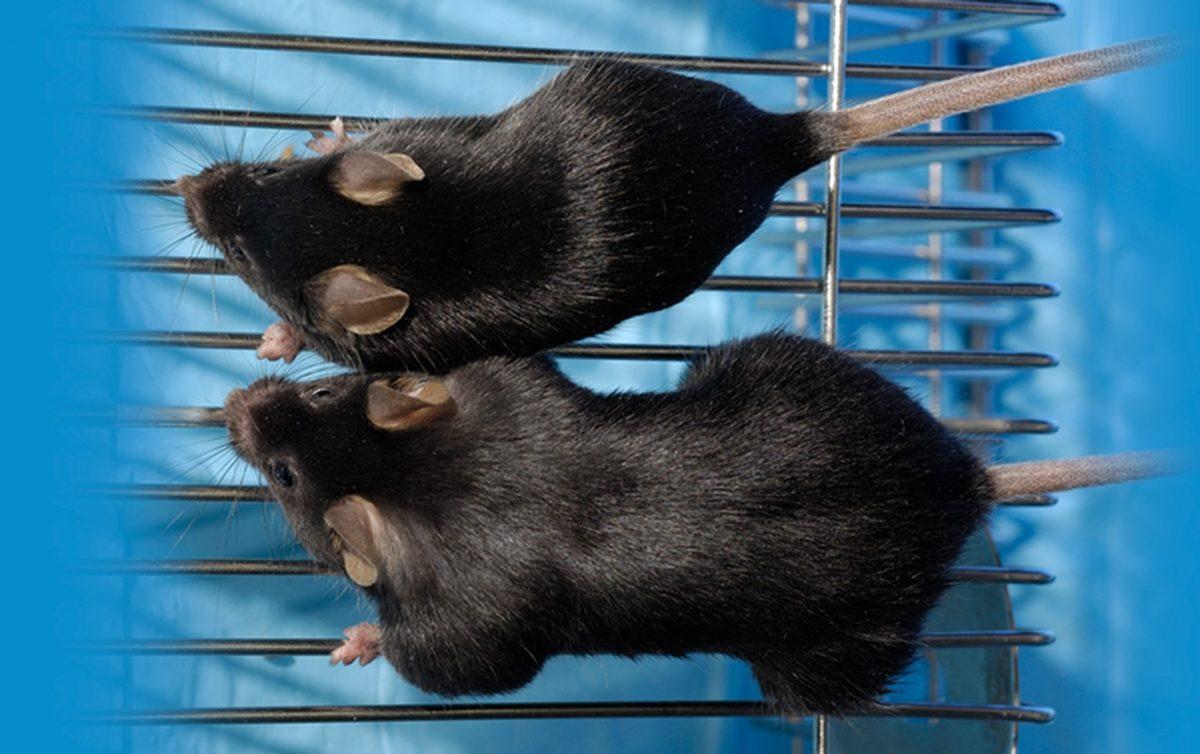 Goriller Çoğunlukla Ot Yemelerine Rağmen Nasıl Oluyor da ’Vücutçu Yalvaç’ Gibi Kaslı Oluyorlar?