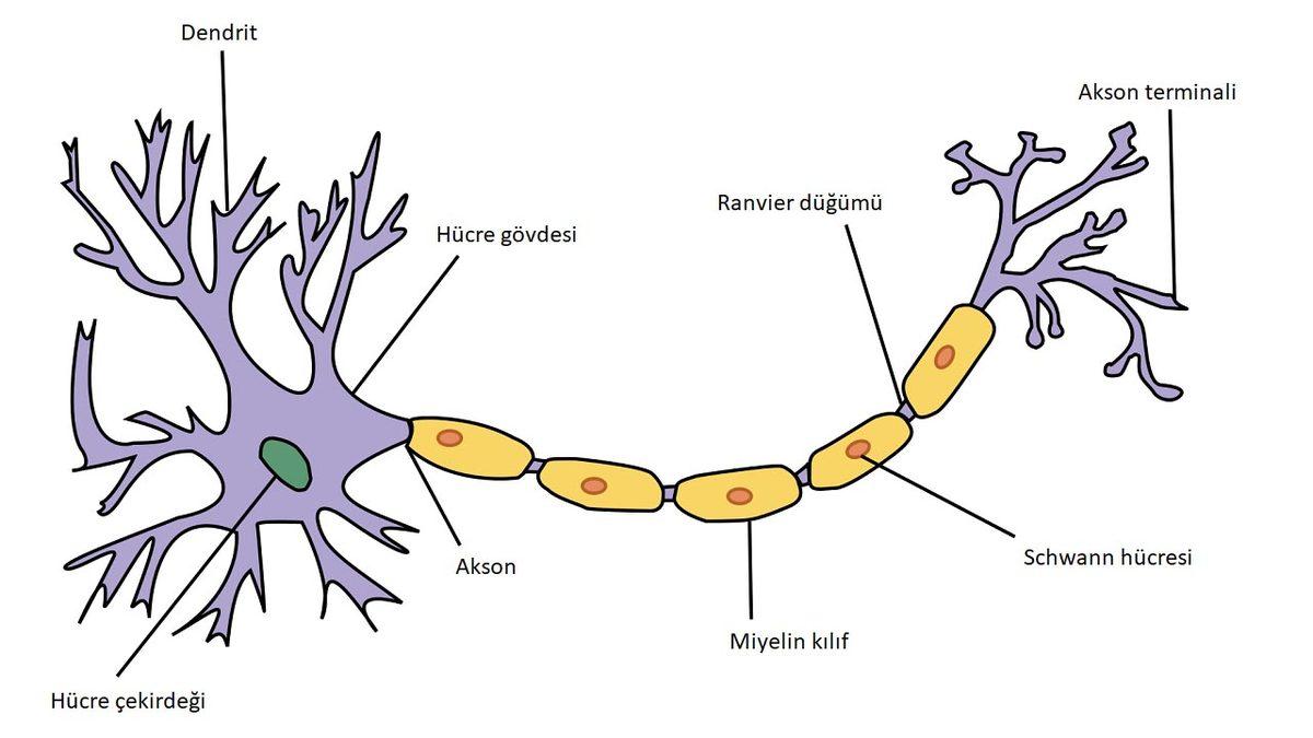 Beynimizin Uyku Sırasında Duygularımızı Nasıl Kontrol Ettiği Açıklandı: Anksiyete Tarih Olabilir!