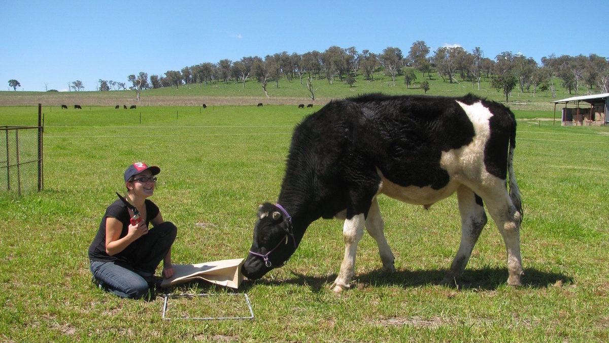 Hayvanların Öğrenme Kabiliyetini, Davranışlarını ve Nedenlerini İnceleyen Bilim Dalı: Etoloji Nedir?