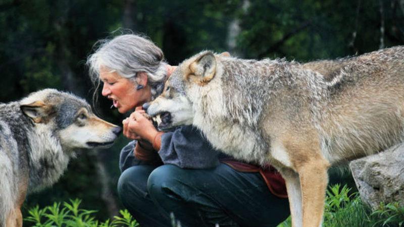 Hayvanların Öğrenme Kabiliyetini, Davranışlarını ve Nedenlerini İnceleyen Bilim Dalı: Etoloji Nedir?